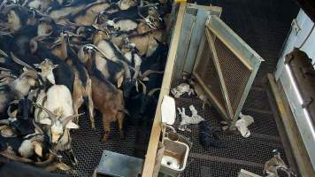 Baby goat struggles after being shot with bolt gun - Each day, workers will collect newborn goats (kids) and lambs, and deposit them in a small pen.

Lambs and kids are killed using a handheld bolt gun which shoots a retracting bolt into their brain. Used as a method of ‘stunning’ for larger animals, captive bolt guns are known for being unreliable in their ability to render an animal unconscious and insensible to pain. Yet, it is still legal in Victoria to use these devices as a method of slaughter for newborn animals. 

Our footage shows baby goats continuing to struggle, sit up, cry out and attempt to stand for over 6 hours after they have been shot by a captive bolt gun. One of these kids struggles throughout the night and is ultimately shot again by a worker the following morning, but only after another newborn has been added to the pen. Another kid is seen sitting up and calling out less than 10 minutes after they have been shot. They attempt to stand and continue to cry throughout the night before a worker picks them up and carries them away in the early hours of the following morning.
 - Captured at Cedar Meats, Brooklyn VIC Australia.