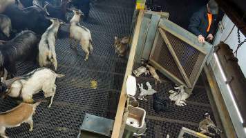 Worker enters kill pen with bolt gun - Each day, workers will collect newborn goats (kids) and lambs, and deposit them in a small pen.

Lambs and kids are killed using a handheld bolt gun which shoots a retracting bolt into their brain. Used as a method of ‘stunning’ for larger animals, captive bolt guns are known for being unreliable in their ability to render an animal unconscious and insensible to pain. Yet, it is still legal in Victoria to use these devices as a method of slaughter for newborn animals. 

Our footage shows baby goats continuing to struggle, sit up, cry out and attempt to stand for over 6 hours after they have been shot by a captive bolt gun. One of these kids struggles throughout the night and is ultimately shot again by a worker the following morning, but only after another newborn has been added to the pen. Another kid is seen sitting up and calling out less than 10 minutes after they have been shot. They attempt to stand and continue to cry throughout the night before a worker picks them up and carries them away in the early hours of the following morning.
 - Captured at Cedar Meats, Brooklyn VIC Australia.