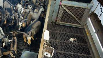 Baby goat in kill pen - Each day, workers will collect newborn goats (kids) and lambs, and deposit them in a small pen.

Lambs and kids are killed using a handheld bolt gun which shoots a retracting bolt into their brain. Used as a method of ‘stunning’ for larger animals, captive bolt guns are known for being unreliable in their ability to render an animal unconscious and insensible to pain. Yet, it is still legal in Victoria to use these devices as a method of slaughter for newborn animals. 

Our footage shows baby goats continuing to struggle, sit up, cry out and attempt to stand for over 6 hours after they have been shot by a captive bolt gun. One of these kids struggles throughout the night and is ultimately shot again by a worker the following morning, but only after another newborn has been added to the pen. Another kid is seen sitting up and calling out less than 10 minutes after they have been shot. They attempt to stand and continue to cry throughout the night before a worker picks them up and carries them away in the early hours of the following morning.
 - Captured at Cedar Meats, Brooklyn VIC Australia.