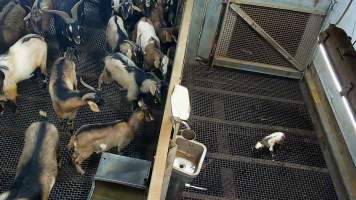 Newborn goat attempting to stand - Each day, workers will collect newborn goats (kids) and lambs, and deposit them in a small pen.

Lambs and kids are killed using a handheld bolt gun which shoots a retracting bolt into their brain. Used as a method of ‘stunning’ for larger animals, captive bolt guns are known for being unreliable in their ability to render an animal unconscious and insensible to pain. Yet, it is still legal in Victoria to use these devices as a method of slaughter for newborn animals. 

Our footage shows baby goats continuing to struggle, sit up, cry out and attempt to stand for over 6 hours after they have been shot by a captive bolt gun. One of these kids struggles throughout the night and is ultimately shot again by a worker the following morning, but only after another newborn has been added to the pen. Another kid is seen sitting up and calling out less than 10 minutes after they have been shot. They attempt to stand and continue to cry throughout the night before a worker picks them up and carries them away in the early hours of the following morning.
 - Captured at Cedar Meats, Brooklyn VIC Australia.