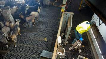 Worker collects bodies of baby goats - Each day, workers will collect newborn goats (kids) and lambs, and deposit them in a small pen.

Lambs and kids are killed using a handheld bolt gun which shoots a retracting bolt into their brain. Used as a method of ‘stunning’ for larger animals, captive bolt guns are known for being unreliable in their ability to render an animal unconscious and insensible to pain. Yet, it is still legal in Victoria to use these devices as a method of slaughter for newborn animals. 

Our footage shows baby goats continuing to struggle, sit up, cry out and attempt to stand for over 6 hours after they have been shot by a captive bolt gun. One of these kids struggles throughout the night and is ultimately shot again by a worker the following morning, but only after another newborn has been added to the pen. Another kid is seen sitting up and calling out less than 10 minutes after they have been shot. They attempt to stand and continue to cry throughout the night before a worker picks them up and carries them away in the early hours of the following morning.
 - Captured at Cedar Meats, Brooklyn VIC Australia.