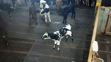 Bobby calves in holding pens - Captured at Cedar Meats, Brooklyn VIC Australia.