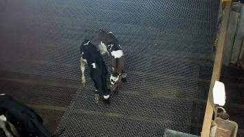 Bobby calves in holding pens - Captured at Cedar Meats, Brooklyn VIC Australia.