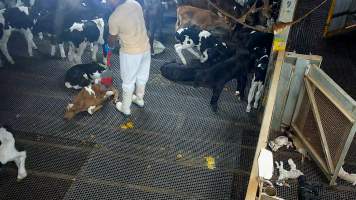 A worker prods at a bobby calf with a paddle - Paddles are used to force bobby calves into the race and stunning restraint. If bobby calves cannot stand, they are often dragged or carried by workers. - Captured at Cedar Meats, Brooklyn VIC Australia.