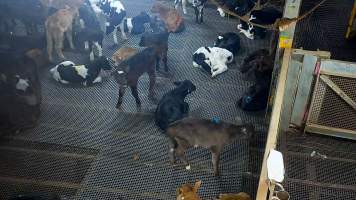 Bobby calf cries out in holding pens - Captured at Cedar Meats, Brooklyn VIC Australia.