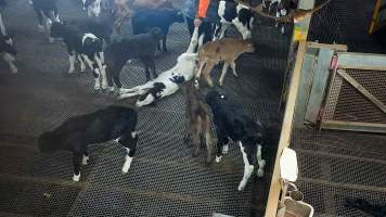 Calf dragged by worker - Paddles are used to force bobby calves into the race and stunning restraint. If bobby calves cannot stand, they are often dragged or carried by workers. - Captured at Cedar Meats, Brooklyn VIC Australia.