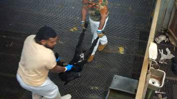 Calf carried by worker - Paddles are used to force bobby calves into the race and stunning restraint. If bobby calves cannot stand, they are often dragged or carried by workers. - Captured at Cedar Meats, Brooklyn VIC Australia.