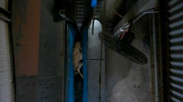 Bobby calf stuck in v restraint - Footage from 2024 shows workers roughly throwing and shoving bobby calves to force them into the race and restraint leading into the kill room. - Captured at Cedar Meats, Brooklyn VIC Australia.