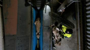 Bobby calf dropped into v restraint - Footage from 2024 shows workers roughly throwing and shoving bobby calves to force them into the race and restraint leading into the kill room. - Captured at Cedar Meats, Brooklyn VIC Australia.