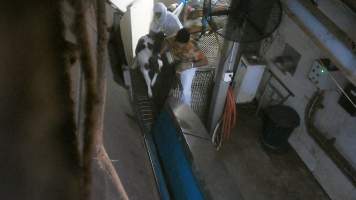 Bobby calf pushed into v restraint - Footage from 2024 shows workers roughly throwing and shoving bobby calves to force them into the race and restraint leading into the kill room. - Captured at Cedar Meats, Brooklyn VIC Australia.