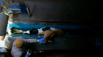 Calf struggles in v restraint - Calves are seen struggling as an electric stunning device is forced into their skull before they are tipped out onto a blood splattered table where their throats are slit. At least one calf is electrocuted multiple times and at least one calf is tipped into the kill room while fully conscious. - Captured at Cedar Meats, Brooklyn VIC Australia.