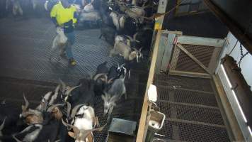 Goat dragged by worker - On many days, goats who appear to be undersized are grabbed by workers and dropped or thrown into a small pen. Several of these goats are held off the ground by one leg or by the back of their neck, before being tossed over a fence and into the pen. - Captured at Cedar Meats, Brooklyn VIC Australia.