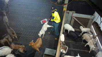 Goat dragged by one leg - On many days, goats who appear to be undersized are grabbed by workers and dropped or thrown into a small pen. Several of these goats are held off the ground by one leg or by the back of their neck, before being tossed over a fence and into the pen. - Captured at Cedar Meats, Brooklyn VIC Australia.