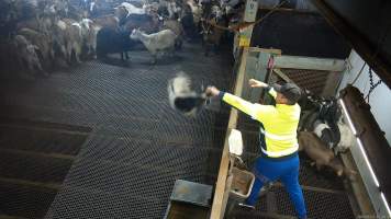 Goat thrown by worker - On many days, goats who appear to be undersized are grabbed by workers and dropped or thrown into a small pen. Several of these goats are held off the ground by one leg or by the back of their neck, before being tossed over a fence and into the pen. - Captured at Cedar Meats, Brooklyn VIC Australia.