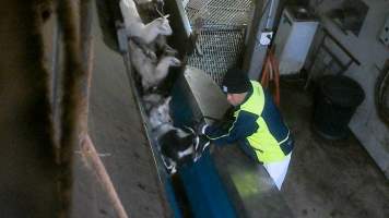 Goat cries out in stunning restraint - Hidden camera footage captured workers throwing goats head first into the stunning restraint to force them towards the kill room. Many goats manage to briefly escape from the restraint, with some even jumping free into the kill room and being shackled while fully conscious. - Captured at Cedar Meats, Brooklyn VIC Australia.