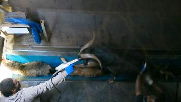 Goat stunning - An electric stunner is used to immobilise goats before their throats are slit. - Captured at Cedar Meats, Brooklyn VIC Australia.