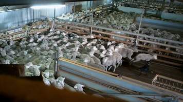 Sheep runs from dog - Dogs are used to herd sheep from the holding pens and into the race. Sheep are seen to fall over and become extremely frightened while being herded by dogs. - Captured at Cedar Meats, Brooklyn VIC Australia.