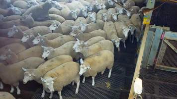 Sheep in holding pen - Captured at Cedar Meats, Brooklyn VIC Australia.