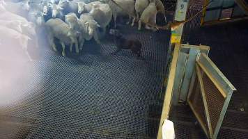 Dog barks at sheep - Dogs are used to herd sheep from the holding pens and into the race. Sheep are seen to fall over and become extremely frightened while being herded by dogs. - Captured at Cedar Meats, Brooklyn VIC Australia.