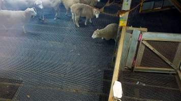 Injured sheep in holding pens - Sheep who are injured, unwell or unable to walk are taken to a small pen where they are killed with a bolt gun. - Captured at Cedar Meats, Brooklyn VIC Australia.