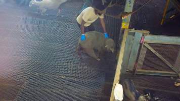 Injured sheep pushed by worker - Sheep who are injured, unwell or unable to walk are taken to a small pen where they are killed with a bolt gun. - Captured at Cedar Meats, Brooklyn VIC Australia.