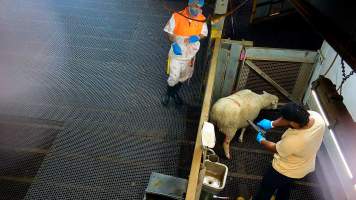 Worker prepares to shoot sheep with bolt gun - Sheep who are injured, unwell or unable to walk are taken to a small pen where they are killed with a bolt gun. - Captured at Cedar Meats, Brooklyn VIC Australia.