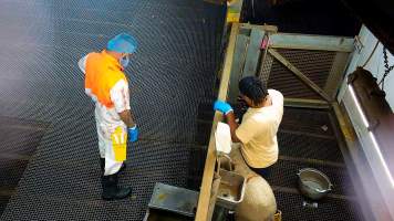 Sheep shot with bolt gun - Sheep who are injured, unwell or unable to walk are taken to a small pen where they are killed with a bolt gun. - Captured at Cedar Meats, Brooklyn VIC Australia.