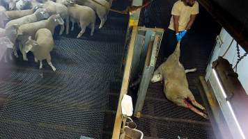 Sheep dragged from kill pen - Sheep who are injured, unwell or unable to walk are taken to a small pen where they are killed with a bolt gun. - Captured at Cedar Meats, Brooklyn VIC Australia.