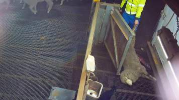 Sheep dragged from kill pen - Sheep who are injured, unwell or unable to walk are taken to a small pen where they are killed with a bolt gun. - Captured at Cedar Meats, Brooklyn VIC Australia.