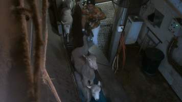 Worker pulls on sheep's leg - On dozens of occasions, sheep were seen being violently handled in the race, with workers seen to throw and shove them and pull on their limbs. Multiple sheep temporarily escaped the stunning restraint, with some even escaping into the kill room, where they were shackled without stunning. - Captured at Cedar Meats, Brooklyn VIC Australia.