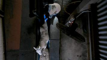 Worker pulls on sheep's leg - On dozens of occasions, sheep were seen being violently handled in the race, with workers seen to throw and shove them and pull on their limbs. Multiple sheep temporarily escaped the stunning restraint, with some even escaping into the kill room, where they were shackled without stunning. - Captured at Cedar Meats, Brooklyn VIC Australia.