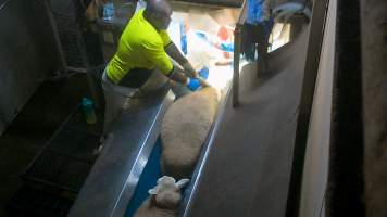 A sheep is stunned multiple times by a worker - On dozens of occasions, sheep were seen being violently handled, repeatedly electrocuted by a poorly operated or malfunctioning stunner, or regaining consciousness after their throats have been slit. Multiple sheep escape into the kill room without stunning and are hung on the shackle line while fully conscious, while many more are seen struggling on the floor or in the bloody drain below the shackle line, after having fallen. - Captured at Cedar Meats, Brooklyn VIC Australia.