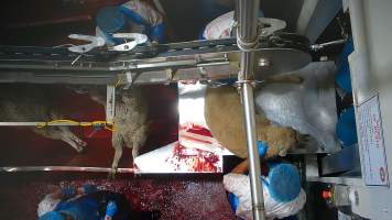 Sheep escapes into kill room without stunning - Sheep are seen displaying signs of consciousness, including blinking and thrashing, after their throats have been slit. Multiple sheep escape into the kill room without stunning and are hung on the shackle line while fully conscious, while many more are seen struggling on the floor or in the bloody drain below the shackle line, after having fallen. 
 - Captured at Cedar Meats, Brooklyn VIC Australia.