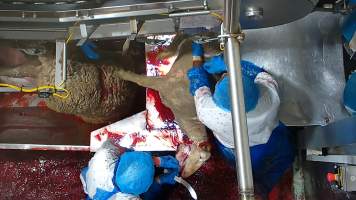 Worker cuts into the side of a sheep's face - Workers were filmed playing with the bodies of the dead and dying sheep, including cutting into their faces and pulling at their tongue, writing their name on the body of a sheep using the sheep’s own blood and even appearing to eat part of a sheep's body which had been cut off, while standing on the kill floor. 
 - Captured at Cedar Meats, Brooklyn VIC Australia.