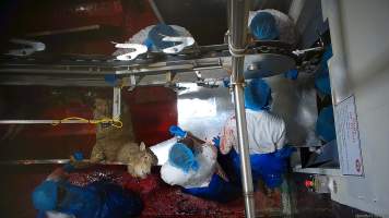 Sheep sticking - Many sheep appeared to show signs of consciousness, including blinking and thrashing, after their throats had been slit. - Captured at Cedar Meats, Brooklyn VIC Australia.