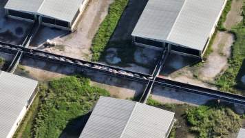 Tong Park Piggery - Aerial view of pigs at Tong Park Piggery, Module 4. - Captured at Tong Park Piggery Module 4, Kogan QLD Australia.