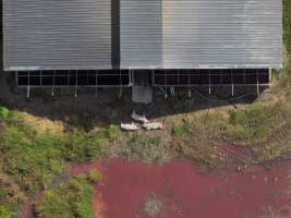 Summerhill Piggery - Aerial view showing deceased pigs dumped outside of Summerhill Piggery. - Captured at Summerhill Piggery, Bowenville QLD Australia.