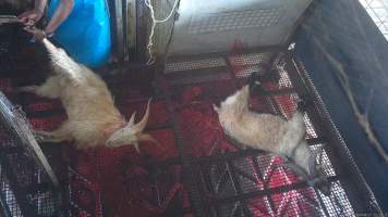 A goat is dragged into the kill room - After having their throats slit, goats are dragged into the kill room, where they are hung upside down on a shackle line. - Captured at Crows Nest Meatworks, Crows Nest QLD Australia.