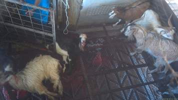 A goat is dragged into the kill room - After having their throats slit, goats are dragged into the kill room, where they are hung upside down on a shackle line. - Captured at Crows Nest Meatworks, Crows Nest QLD Australia.