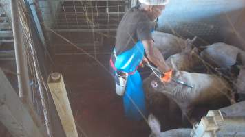 Electric stunning - pigs - A worker uses an electric stunner to immobilise a pig. Many pigs showed signs of consciousness, including blinking, after stunning. - Captured at Crows Nest Meatworks, Crows Nest QLD Australia.