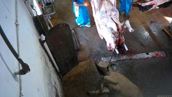 A cow is shackled. - Cows and large pigs are herded into a knockbox where they are shot with an electric stunner and then have their throats slit. - Captured at Crows Nest Meatworks, Crows Nest QLD Australia.