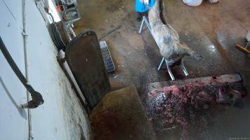 Pig on skinning rack - Cows and large pigs have their heads and feet removed and are then transferred to a rack where their skin is removed. - Captured at Crows Nest Meatworks, Crows Nest QLD Australia.