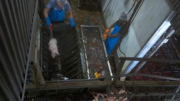 Pig scalding and dehairing - Small pigs are placed into a tank of scalding water to soften their skin and hair. They are then spun in a machine which removes this outer layer. Some pigs were observed gasping moments before being lowered into the scalding water. - Captured at Crows Nest Meatworks, Crows Nest QLD Australia.