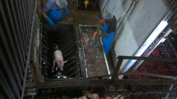 Pig scalding and dehairing - Small pigs are placed into a tank of scalding water to soften their skin and hair. They are then spun in a machine which removes this outer layer. Some pigs were observed gasping moments before being lowered into the scalding water. - Captured at Crows Nest Meatworks, Crows Nest QLD Australia.