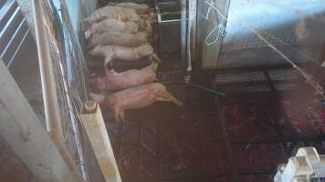 Pigs piled in in kill room - Pigs are dragged into the kill room after having their throats slit, where they are lowered into a tank of scalding water to soften their skin and hair. Some pigs were observed gasping moments before being lowered into the scalding water. - Captured at Crows Nest Meatworks, Crows Nest QLD Australia.