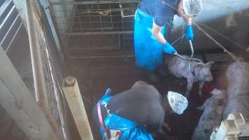 Electric stunning - pigs - A worker uses an electric stunner to immobilise a pig. Many pigs showed signs of consciousness, including blinking, after stunning. - Captured at Crows Nest Meatworks, Crows Nest QLD Australia.