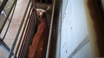 Cow in race - A cow stands in the race, moments before being herded into the knockbox and shot. - Captured at Crows Nest Meatworks, Crows Nest QLD Australia.