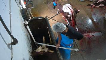 A cow is shot in the knockbox - A worker uses a handheld bolt gun to shoot a cow in the knockbox. - Captured at Crows Nest Meatworks, Crows Nest QLD Australia.