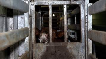 A cow left overnight in the race - Investigators found a cow who had been left overnight in a small section of the race. The was clearly in distress, foaming at the mouth and attempting to escape the box, which was barely larger than their body. - Captured at Crows Nest Meatworks, Crows Nest QLD Australia.