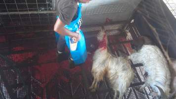 Sticking - goats - Blood sprays from the neck of a goat after their throat has been slit. - Captured at Crows Nest Meatworks, Crows Nest QLD Australia.